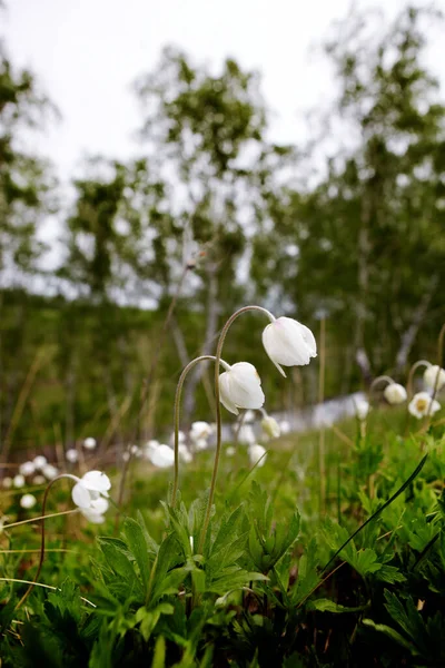 Bir çiçeğin fotoğrafı. Yaz. Rusya