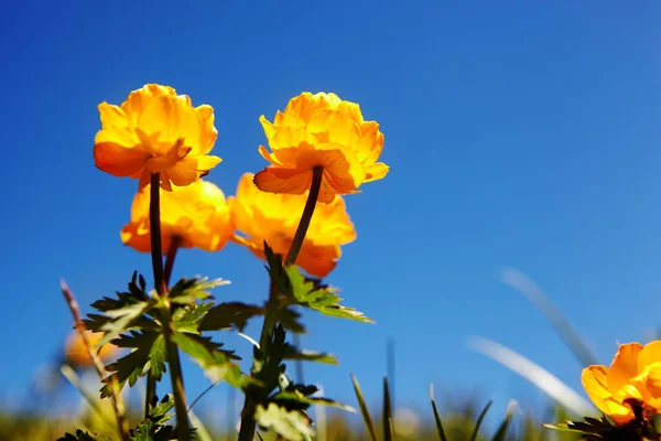 Bir çiçeğin fotoğrafı. Yaz. Rusya