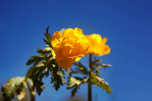 Bir çiçeğin fotoğrafı. Yaz. Rusya