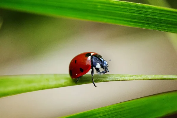 Estate Insetto Rosso Sull Erba — Foto Stock