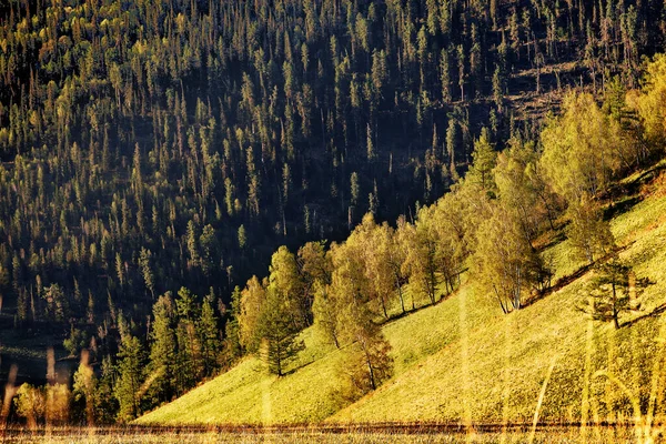 Yaz. Sarı dağlar. Rusya.