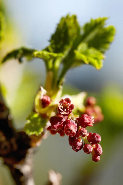 Yaz. Kırmızı çiçek. Rusya.