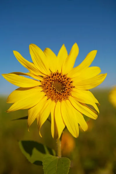 the sun. yellow sunflower. summer