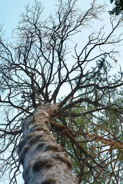 Ormandaki yalnız kozalaklı ağaç