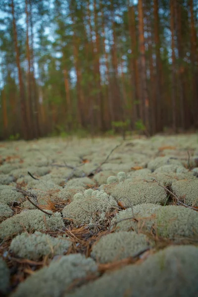 Ormanda yosun ile kaplanmış.