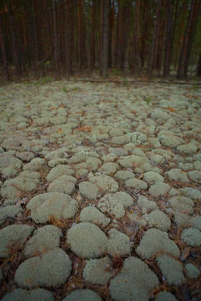 Ormanda yosun ile kaplanmış.