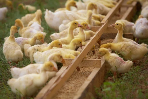 Küçük ördek yavrusu ailesi