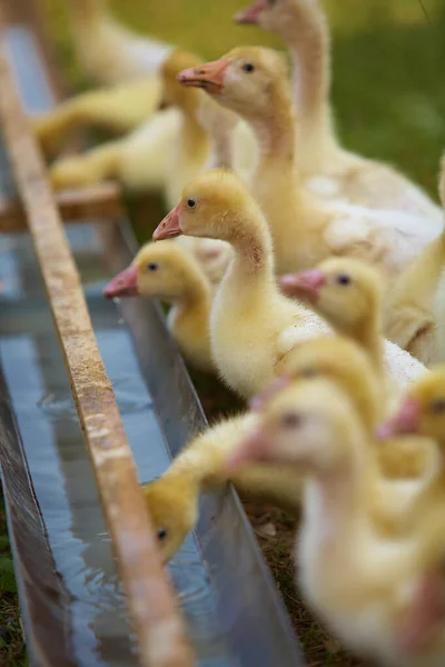 Küçük ördek yavrusu ailesi