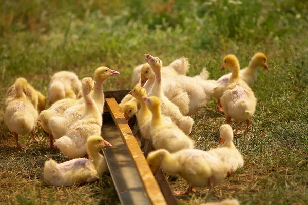 Küçük ördek yavrusu ailesi