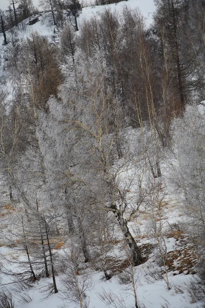 Rusya 'da gerçek kış. Kış manzarası