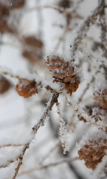Rusya 'da gerçek kış. Kış manzarası