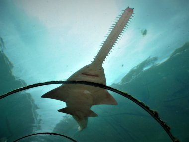 Atlantis Paradise Adası, Bahamalar 'daki Atlantis otel akvaryumunda uzun burunlu testereci. Bu şeffaf koridorda durup etrafınızda yüzen balıkları görmek inanılmaz.. 