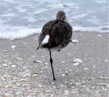 Sadece bir bacağa ihtiyacı var. Bazı kuşlar tek bacaklarının üzerinde durabilme kapasiteleriyle tanınırlar.. 