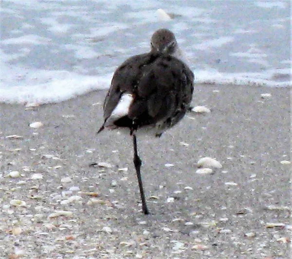 Sadece bir bacağa ihtiyacı var. Bazı kuşlar tek bacaklarının üzerinde durabilme kapasiteleriyle tanınırlar.. 