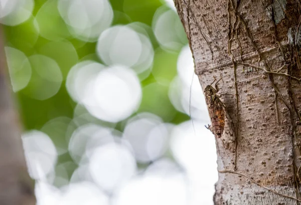 Bosque Tailandia Hay Cicadas Los Alborotadores Bosque — Foto de Stock