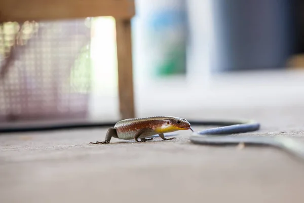 Skink Lizard Crawls Ground Homely Environment — Stock Photo, Image