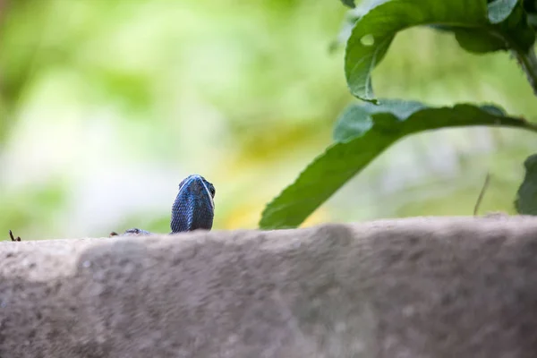 Concrete Fence Park Calotes Mystaceus — Stock Photo, Image