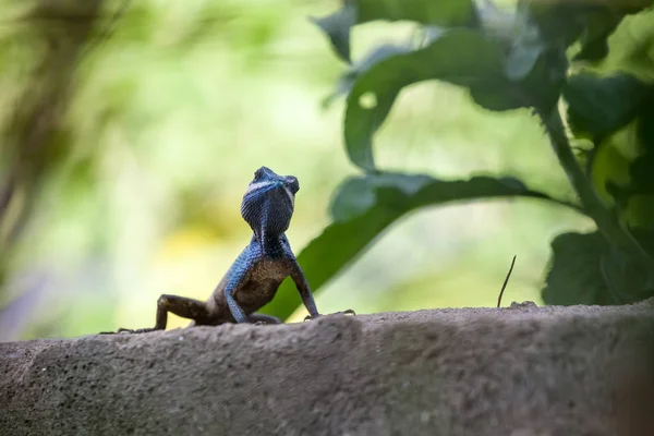 Concrete Fence Park Calotes Mystaceus — Stock Photo, Image