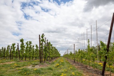 Baharda bu güzel dandelions meyve ağaçları arasında çiçek.
