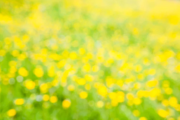 Abstract Dandelion Whit Grass Field — Stock Photo, Image