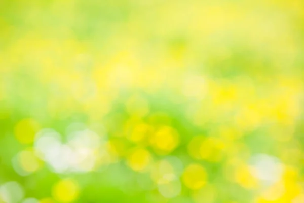 Abstract Dandelion Whit Grass Field — Stock Photo, Image