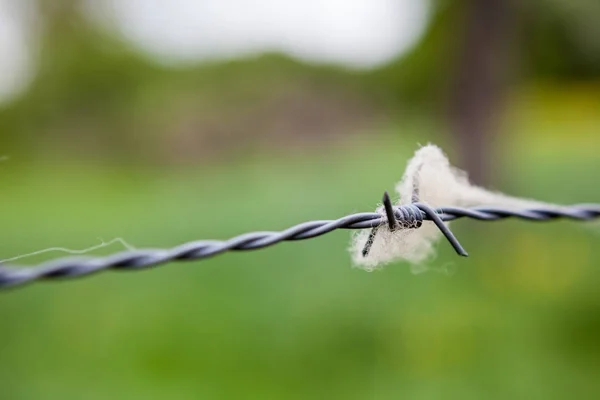 Cerca Com Arame Farpado Ovelhas Trava — Fotografia de Stock