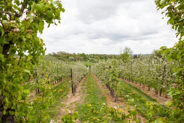 Baharda bu güzel dandelions meyve ağaçları arasında çiçek.