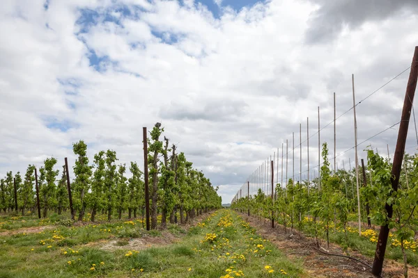 Baharda bu güzel dandelions meyve ağaçları arasında çiçek.