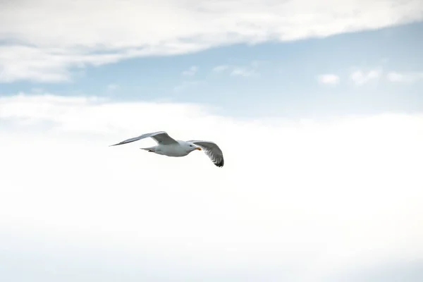 Längsten Die Küste Meer Sieht Man Viele Dieser Schönen Seevögel — Stockfoto