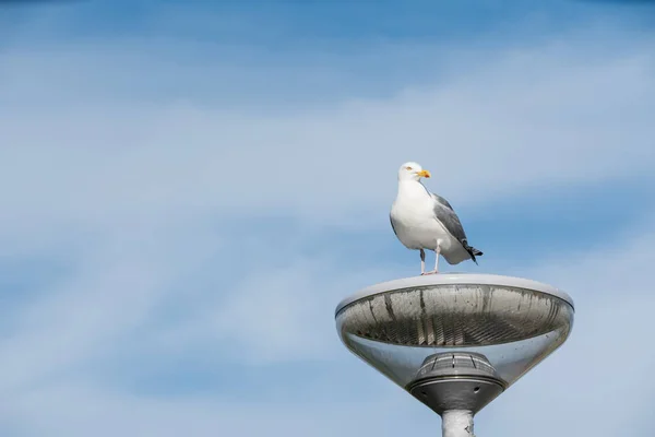 Uzun Deniz Sahilinde Seni Görmek Çok Güzel Seebird — Stok fotoğraf