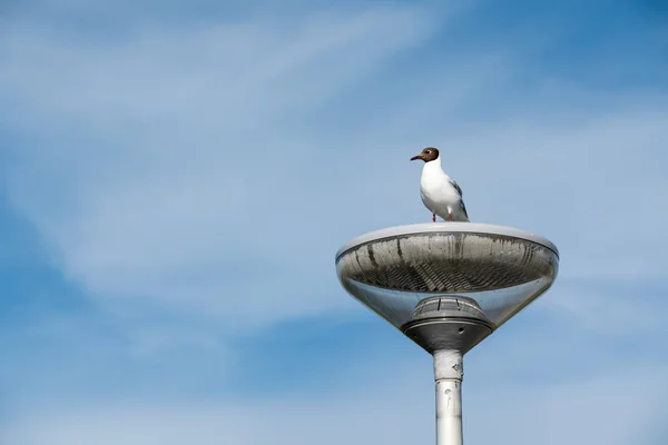 最長海で海岸を見て たくさんのこの美しい Seebird — ストック写真