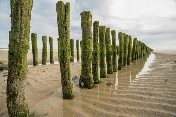 Zoutelande Hollanda Denizde Ahşap Direklerin Vardır — Stok fotoğraf