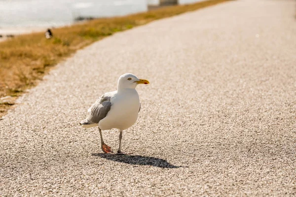 最长的海岸在海边你看到了很多这个美丽的 Seebird — 图库照片