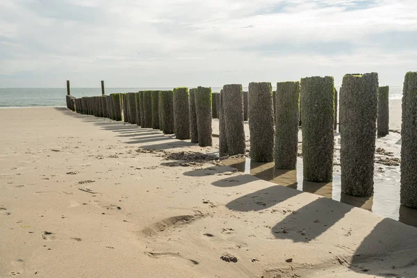 Aux Pays Bas Zoutelande Des Poteaux Bois Dans Mer — Photo