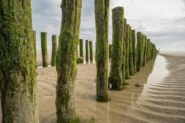 Aux Pays Bas Zoutelande Des Poteaux Bois Dans Mer — Photo