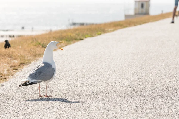 最长的海岸在海边你看到了很多这个美丽的 Seebird — 图库照片
