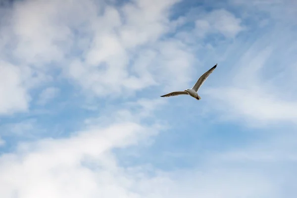 最长的海岸在海边 你看到很多这个美丽的 Seebird — 图库照片