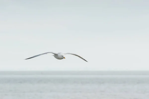 Самый Длинный Берег Море Видите Много Этой Красивой Seebird Летать — стоковое фото