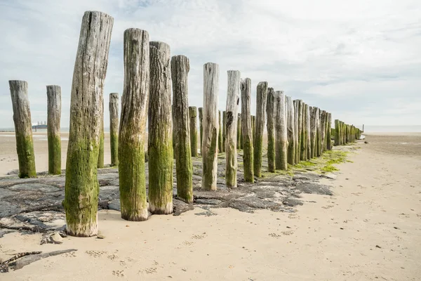 Aux Pays Bas Zoutelande Des Poteaux Bois Dans Mer — Photo