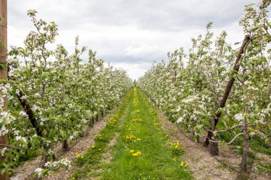 Baharda bu güzel dandelions meyve ağaçları arasında çiçek.