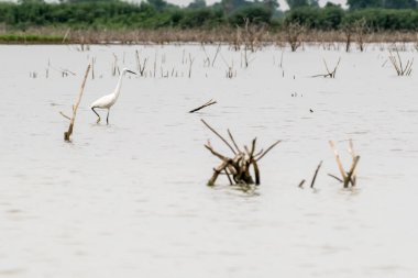 Açık denizde sadece plucks gümüş balıkçıl gibi kuşlar için vardır