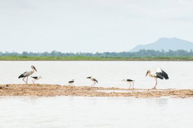 Açık denizde sadece plucks Asya openbill gibi kuşlar için vardır ve siyah kanatlı Uzunbacak