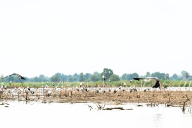 Açık denizde sadece plucks Asya openbill gibi kuşlar için vardır ve siyah kanatlı Uzunbacak