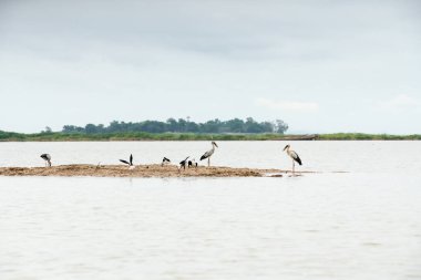 Açık denizde sadece plucks Asya openbill gibi kuşlar için vardır ve siyah kanatlı Uzunbacak