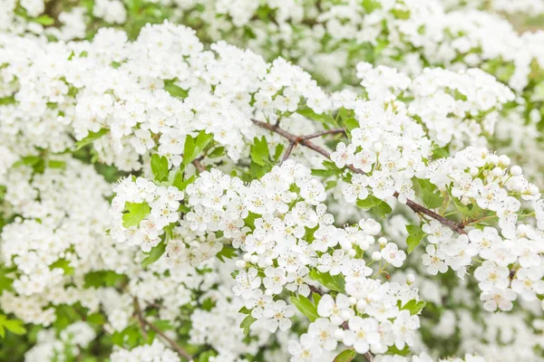Přírodě Tento Keř Plný Bílých Květinových Záhonů — Stock fotografie