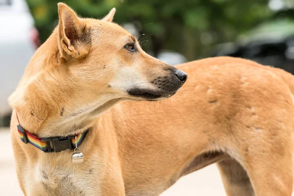 Drum Thailanda Există Câine Stradal Jurul Valorii — Fotografie, imagine de stoc