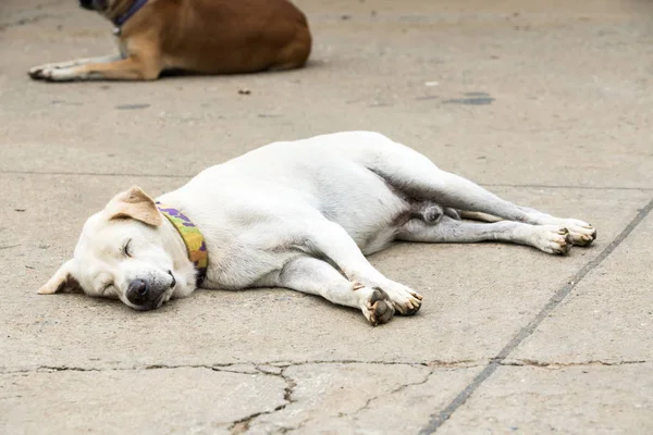 at the road in Thailand are two street dogs try to sleep