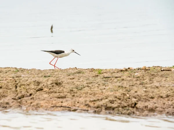 Offenen Wasser Gibt Nur Rupfen Für Vögel Wie Stelzenläufer — Stockfoto