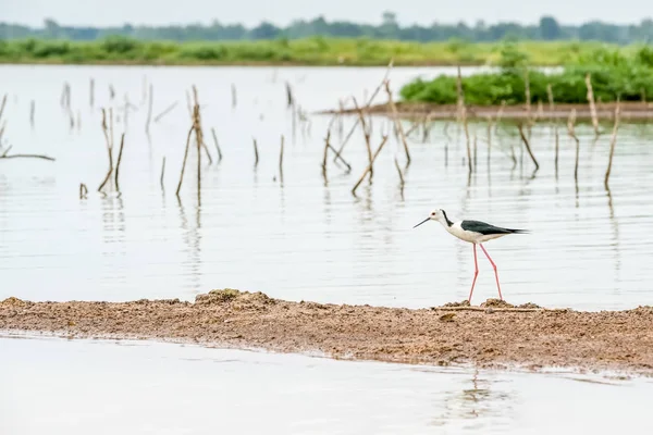 Dans Les Eaux Libres Que Des Plumets Pour Les Oiseaux — Photo