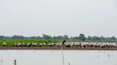Tepedeki bir Asya openbill ve siyah kanatlı